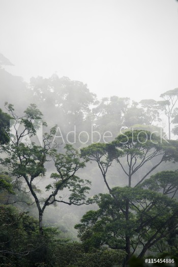 Picture of misty jungle forest